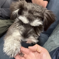 京都産 鹿肉ジャーキー(PEPPY LIFE 犬おやつシリーズ)