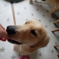 京都産 鹿肉ジャーキー(PEPPY LIFE 犬おやつシリーズ)