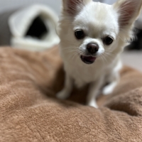 広島産 若鶏ささみジャーキー(PEPPY LIFE 犬おやつシリーズ)