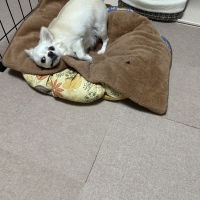 京都産 鹿肉ジャーキー(PEPPY LIFE 犬おやつシリーズ)