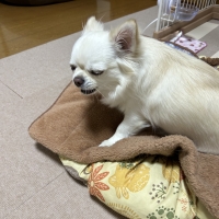 静岡産 しらすせんべい(PEPPY LIFE 犬おやつシリーズ)