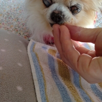 広島産 若鶏ささみジャーキー(PEPPY LIFE 犬おやつシリーズ)