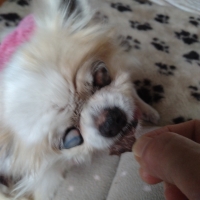 京都産 鹿肉ジャーキー(PEPPY LIFE 犬おやつシリーズ)