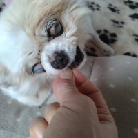 静岡産 しらすせんべい(PEPPY LIFE 犬おやつシリーズ)