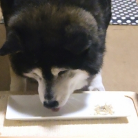 京都産 鹿肉ジャーキー(PEPPY LIFE 犬おやつシリーズ)