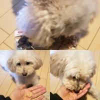 広島産若鶏ささみジャーキー (素材のまんま犬おやつシリーズ) 旧：PEPPYLIFEおやつ