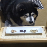 静岡産 しらすせんべい(PEPPY LIFE 犬おやつシリーズ)