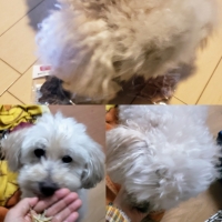 静岡産しらすせんべい (素材のまんまおやつ犬シリーズ) 旧：PEPPYLIFEおやつ