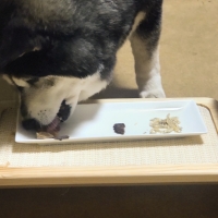 広島産 若鶏ささみジャーキー(PEPPY LIFE 犬おやつシリーズ)