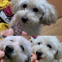 京都産鹿肉ジャーキー (素材のまんまおやつ犬シリーズ) 旧：PEPPYLIFEおやつ