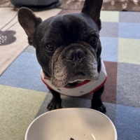 京都産 鹿肉ジャーキー(PEPPY LIFE 犬おやつシリーズ)