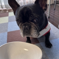 静岡産 しらすせんべい(PEPPY LIFE 犬おやつシリーズ)