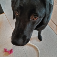 京都産 鹿肉ジャーキー(PEPPY LIFE 犬おやつシリーズ)