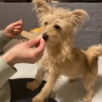 広島産 若鶏ささみジャーキー(PEPPY LIFE 犬おやつシリーズ)