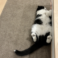 ラグタス　廊下敷きマット