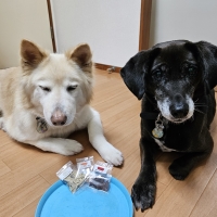 京都産 鹿肉ジャーキー(PEPPY LIFE 犬おやつシリーズ)