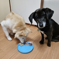 広島産 若鶏ささみジャーキー(PEPPY LIFE 犬おやつシリーズ)