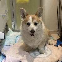 京都産 鹿肉ジャーキー(PEPPY LIFE 犬おやつシリーズ)