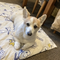 静岡産 しらすせんべい(PEPPY LIFE 犬おやつシリーズ)