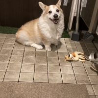 広島産 若鶏ささみジャーキー(PEPPY LIFE 犬おやつシリーズ)