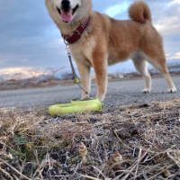 広島産 若鶏ささみジャーキー(PEPPY LIFE 犬おやつシリーズ)