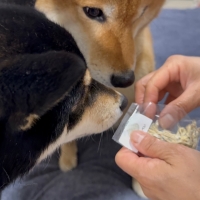 静岡産 しらすせんべい(PEPPY LIFE 犬おやつシリーズ)