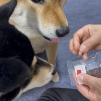 京都産 鹿肉ジャーキー(PEPPY LIFE 犬おやつシリーズ)