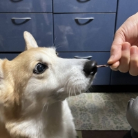 京都産 鹿肉ジャーキー(PEPPY LIFE 犬おやつシリーズ)