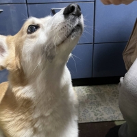 静岡産 しらすせんべい(PEPPY LIFE 犬おやつシリーズ)