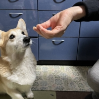 広島産 若鶏ささみジャーキー(PEPPY LIFE 犬おやつシリーズ)