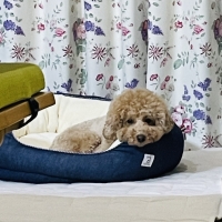 ★Ｓｉｐｐｏｌｅ　２ＷＡＹもちふわオーバルベッド