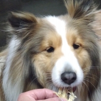 静岡産 しらすせんべい(PEPPY LIFE 犬おやつシリーズ)