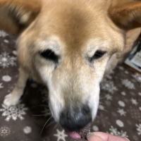 京都産 鹿肉ジャーキー(PEPPY LIFE 犬おやつシリーズ)