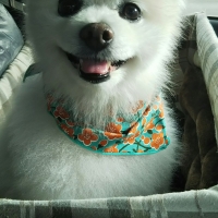 ドットわん フリーズドライ チキン（犬用おやつ）