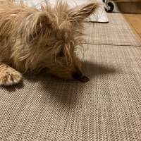 京都産 鹿肉ジャーキー(PEPPY LIFE 犬おやつシリーズ)