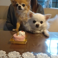 静岡産 しらすせんべい(PEPPY LIFE 犬おやつシリーズ)