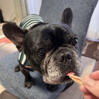 広島産 若鶏ささみジャーキー(PEPPY LIFE 犬おやつシリーズ)