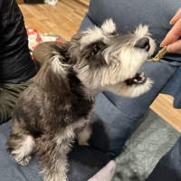 静岡産 しらすせんべい(PEPPY LIFE 犬おやつシリーズ)