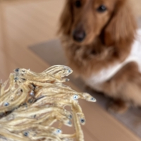 静岡産 しらすせんべい(PEPPY LIFE 犬おやつシリーズ)