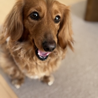 京都産 鹿肉ジャーキー(PEPPY LIFE 犬おやつシリーズ)