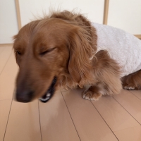 広島産 若鶏ささみジャーキー(PEPPY LIFE 犬おやつシリーズ)