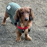 広島産 若鶏ささみジャーキー(PEPPY LIFE 犬おやつシリーズ)