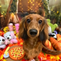 静岡産 しらすせんべい(PEPPY LIFE 犬おやつシリーズ)