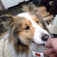 京都産 鹿肉ジャーキー(PEPPY LIFE 犬おやつシリーズ)