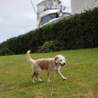 広島産 若鶏ささみジャーキー(PEPPY LIFE 犬おやつシリーズ)