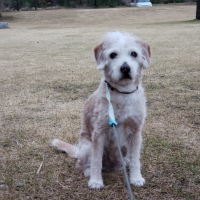 静岡産 しらすせんべい(PEPPY LIFE 犬おやつシリーズ)