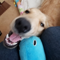 静岡産 しらすせんべい(PEPPY LIFE 犬おやつシリーズ)