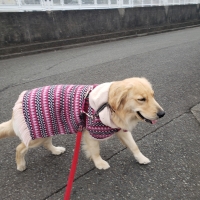 広島産 若鶏ささみジャーキー(PEPPY LIFE 犬おやつシリーズ)