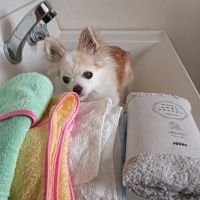 ★綿１００％のふわさらドライタオル