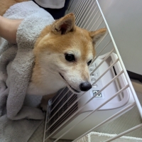 ★綿１００％のふわさらドライタオル